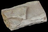 Pecopteris Fern Fossil (Pos/Neg) - Mazon Creek #68417-3